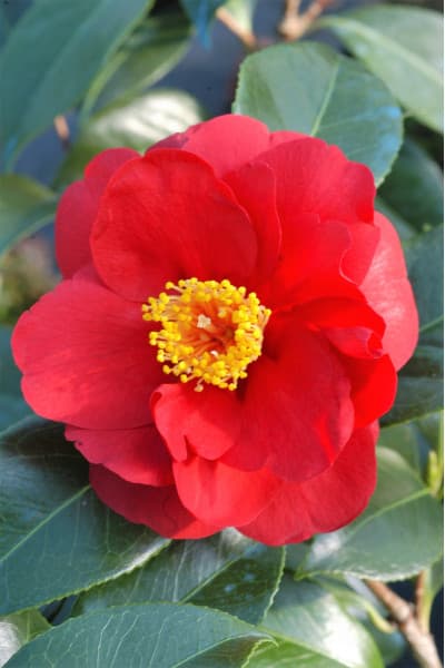 Camélia Rouge