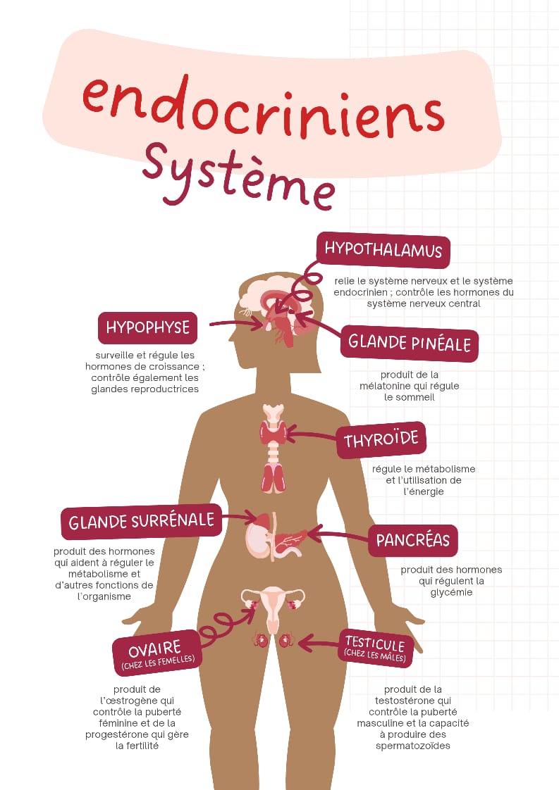 Système endocrinien humain