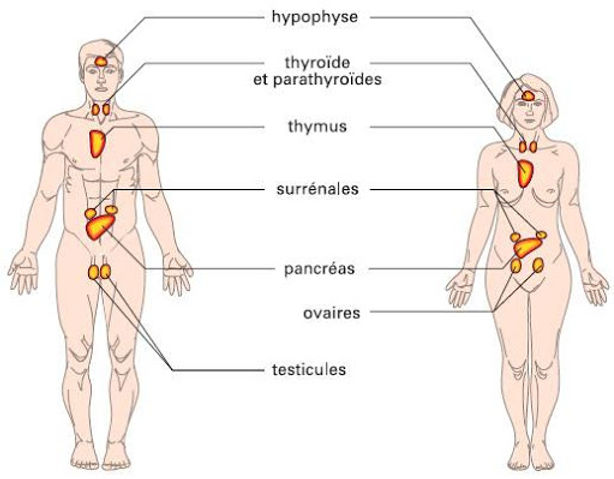 Perturbateurs Endocriniens « PE », entre Réalité et Risque Sanitaire