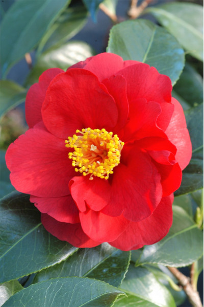 Camélia Rouge